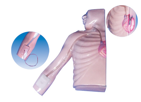 The model of primer insert artery (half torso)